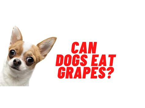 Grape are highly toxic to dogs. Can Dogs Eat Grapes? How About Raisins? | Teacup Dog Daily