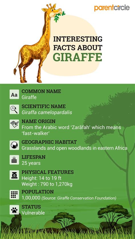 Children will love reading the crazy, cool, strange, weird, odd and funny information as well as did you know facts and other interesting animal info that will help them learn a learning about animals is great fun. Interesting and Fun Facts About Giraffe For Kids ...
