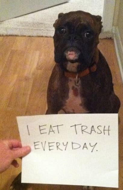 Dog Shaming 10 Photos