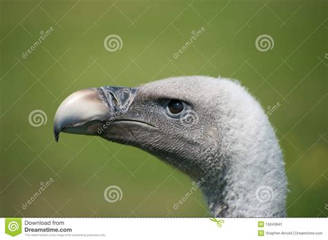 Vultures Head Stock Image Image Of Raptor Griffin Swoop 15043841