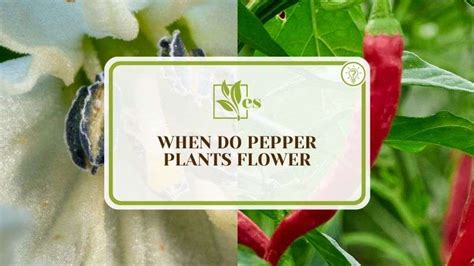 When Do Pepper Plants Flower Timing Insights