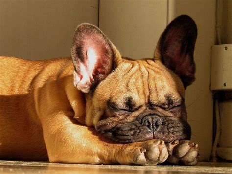 We did not find results for: French Bulldog HD Wallpapers In High Resolution - All HD ...
