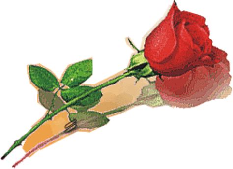 Bunga mawar adalah salah satu bunga yang cantik yang sangat disukai oleh banyak wanita. Gambar-gambar bunga mawar merah Paling Indah | Informasi Kumpulan Gambar terbaru paling lengkap