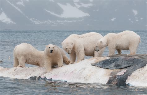 Polar Bears Gorged On Whale Carcasses To Survive Past Warm Periods But