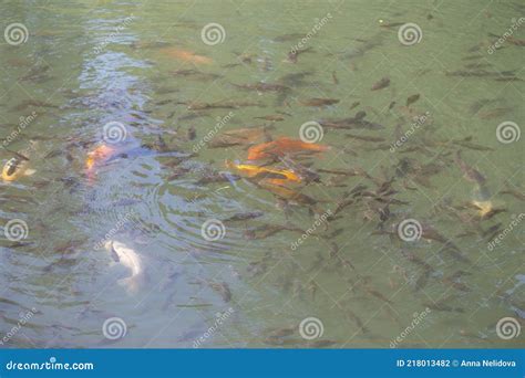 Golden Carps And Koi Fishes In The Pond White And Red Carp In The Pond