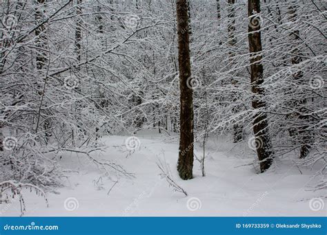 Path In A Snow Covered Forest In Kyiv Ukraine Stock Image Image Of