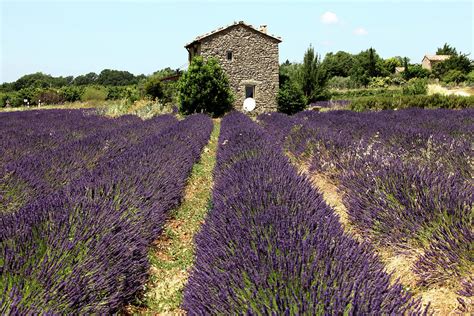 Old Farmhouse In Provence With Lavender By Choja