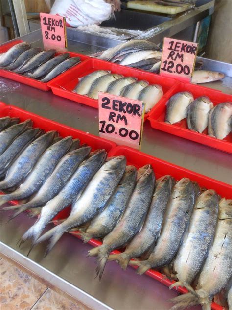 Seekor terubuk yang berusia dua tahun, mampu menghasilkan antara 500,000 hingga 2 juta telur dan daripada jumlah itu kurang lima peratus saja yang berjaya menetas. My Life & My Loves ::.: Wawasan Ikan Terubuk Masin Sarawak
