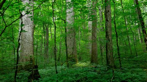 Us Forests Shifting With Climate Change The New York Times