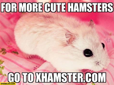 Hamster Meme Photo