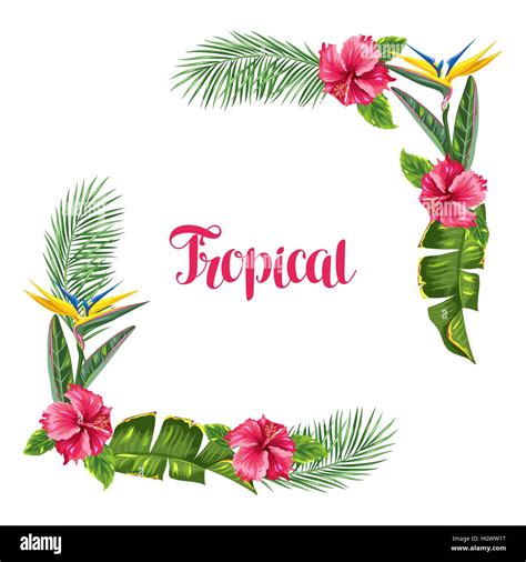 frame with tropical leaves and flowers palms branches bird of paradise flower hibiscus stock