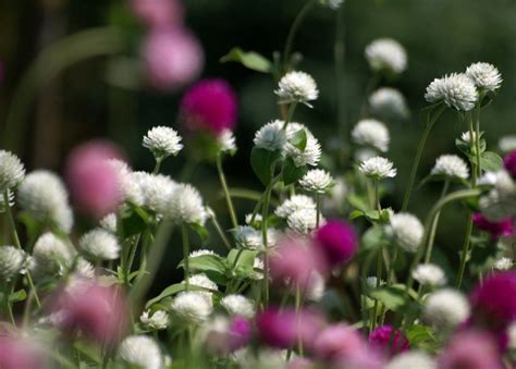 Globe Amaranth Seeds Mix Color White Pink Rose Etsy
