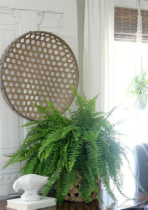 Why do cats and dogs eat houseplants? Top 10 House Plants Safe for Cats - Hymns and Verses