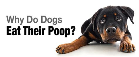Why Do Dogs Eat Their Poop Sometimes