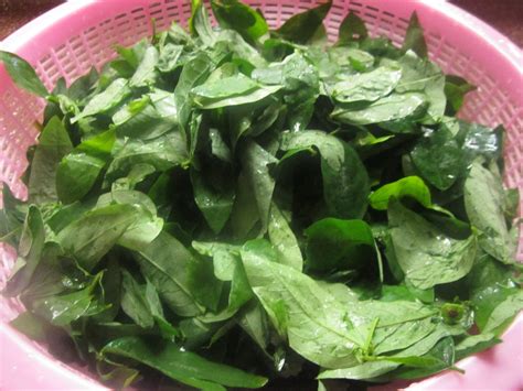 Ia juga dikenali sebagai mani cai (马尼菜) dalam bahasa cina, dan bahasa vietnam sebagai rau ngót. Seribu Satu Macam Sajian: cekur manis bersama kelapa