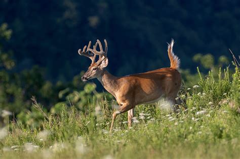 Dnr Accepting Applications For Fall Deer Hunt At Sandhill Wildlife Area