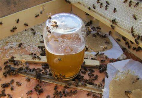 متى يتم تغذية النحل بالمحلول السكري؟