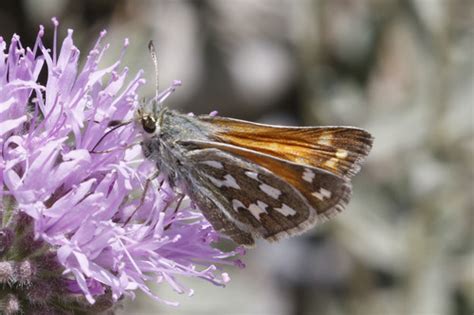 Nevada Skipper Butterflies Of Dillberry Lake Provincial Park