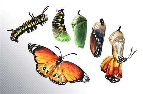 Butterfly Metamorphosis 712066 Illustrations Design Bundles