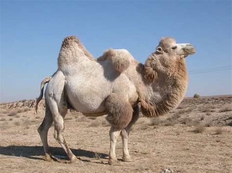 If the camel goes long enough without food, the hump will collapse. Beauty Animalia: Arabian Bactrian Camels