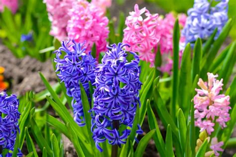 Hyacinth Plant Care And Growing Guide