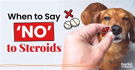 When To Say No To Steroids For Pets