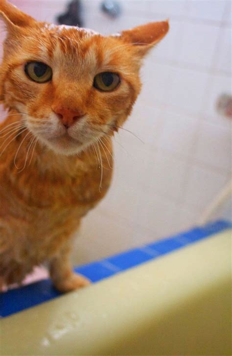 How Cats Look After Bath 18 Hilarious Photos