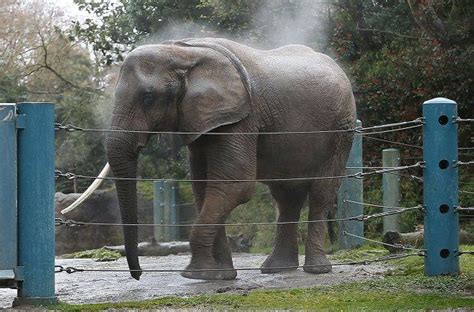 Elephants Do Not Belong In Zoos Woodland Park Zoos Elephant 45 Yr