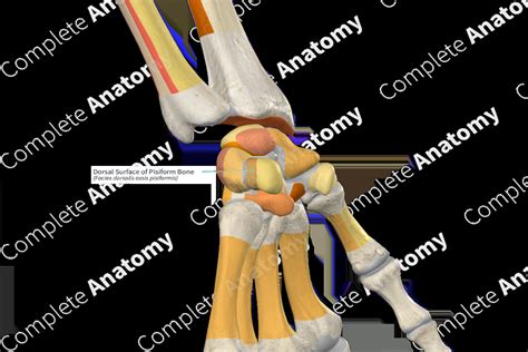 Dorsal Surface Of Pisiform Bone Complete Anatomy