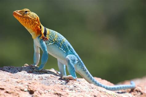 What Lizards Can Be Found In Oklahoma 18 Species With Photos