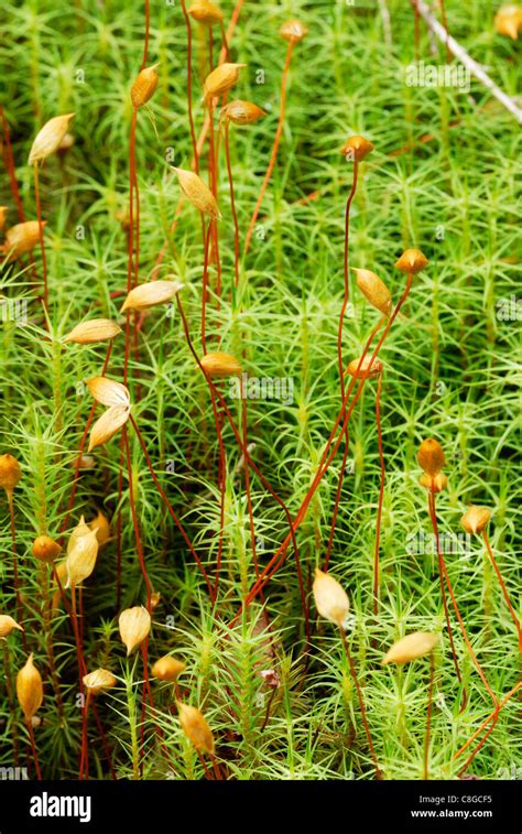 Polytrichum Commune Moss With Fruiting Bodies Wales Uk Stock Photo