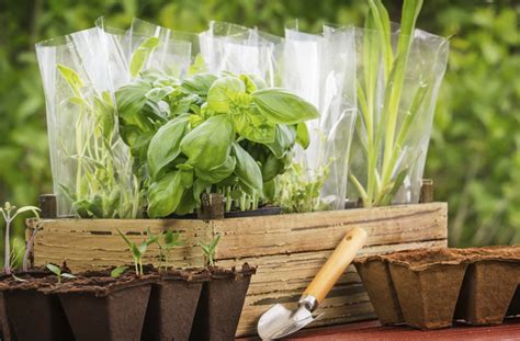 Grow A Windowsill Herb Garden