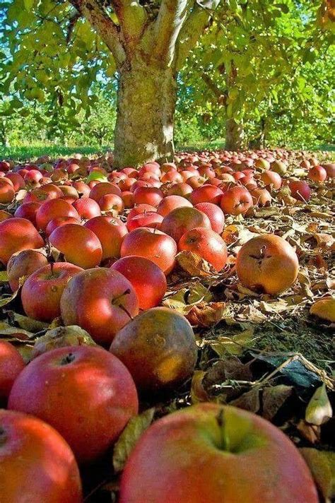Pin By Heather C On Saisons Apple Harvest Harvest Fall Harvest