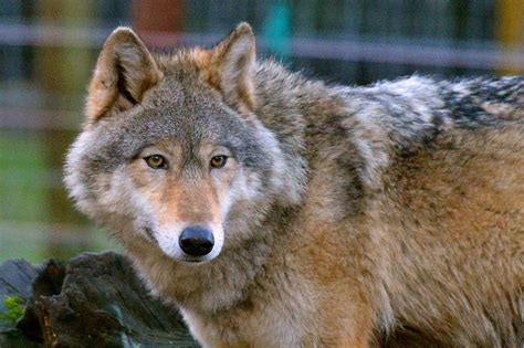 Wolves On Display At Telford Zoo Attraction With Pictures And Video