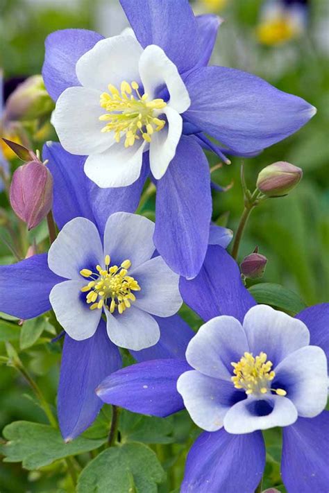 11 Native Blue Flowers For The Garden Gardeners Path Columbine
