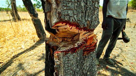 Natures Wonders Rosewood The Tree That Bleeds Red Ibiene Magazine