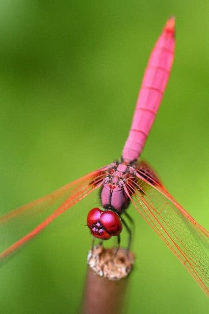 Macro Shot Of A Pink Dragonfly All Things Pink Pinterest