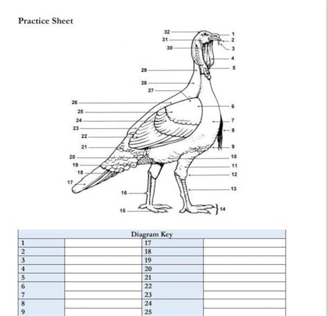 PRINTABLE Turkey External Anatomy Worksheet Etsy Ireland
