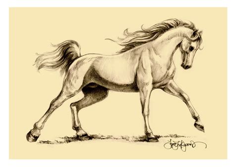 Arabian Horse Drawing By Igor Lukyanov Plus Arabian Horse Art For Sale