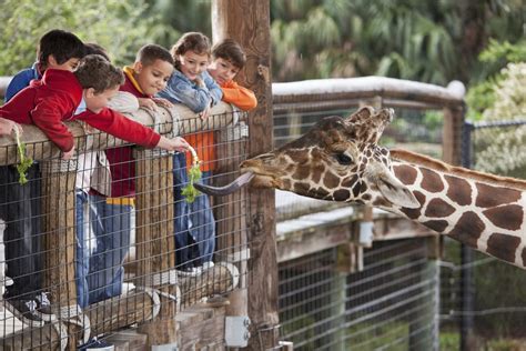 Best Zoos And Petting Zoos Around Atlanta Atlanta Parent Magazine