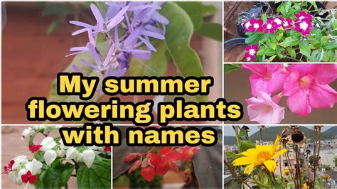 Summer Flowering Plants With Namesనా దగ్గర ఉన్న వేసవి పువ్వులు