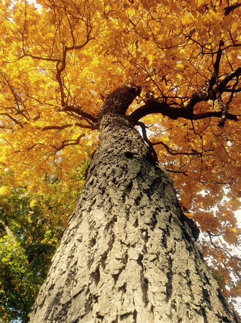 Gorgeous Yellow Hickory Tree I Love Fall🍁🍃🍂 Hickory Tree