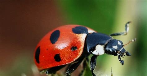 How to find grounded lady bug location. Are ladybugs Poisonous? - Learn About Nature