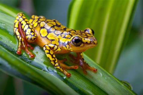 Amphibian Extinction Crisis Some Interesting Facts