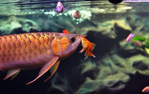 Some of the fish in this top 20 amazing freshwater fish list will not be readily available in your local pet store or aquarium shop but they are suitable for home aquariums and can sometimes be ordered or tracked down with a little persistence. Most Beautiful Freshwater Fish ( All Time )