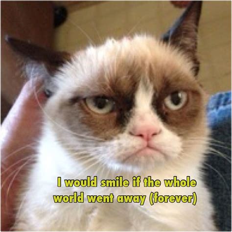 Pin By Roxsan Dorough On Tard The Grumpy Cat Grumpy Cat Cat Memes