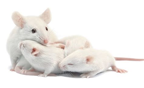 Check spelling or type a new query. Mouse Facts: How Many Baby Mice in a Litter?
