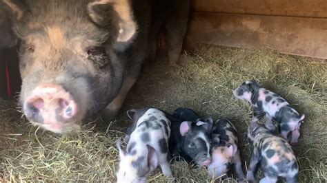 Another Colorful Litter Of Berkshireduroc Cross Pigs Youtube