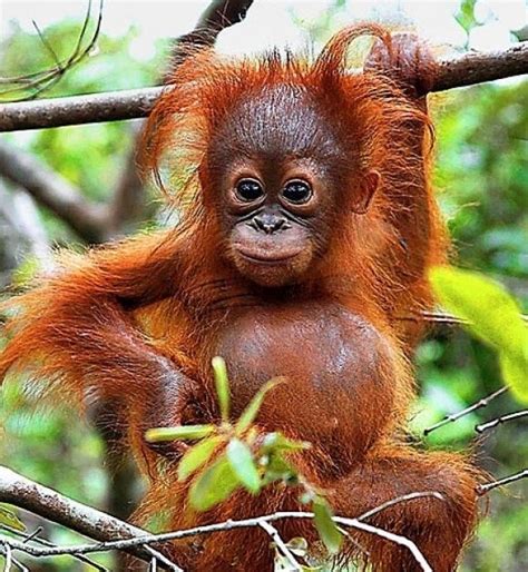 Cute Baby Tropical Rainforest Animals