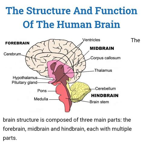 Brain Structure And Function